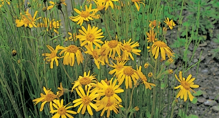 Picture for category Arnica